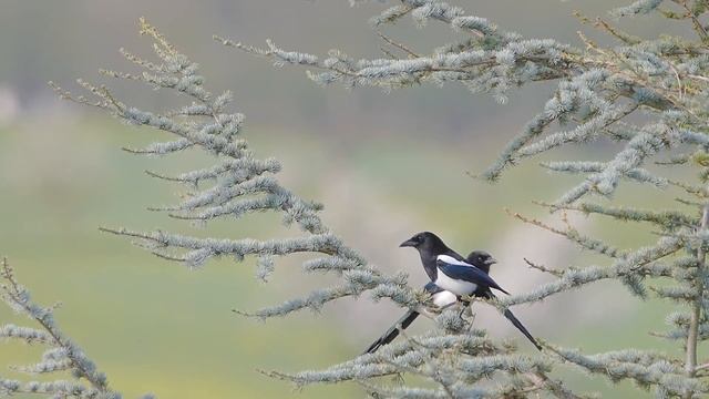 Canon SX70HS, 4K Video & Still Images смотреть онлайн