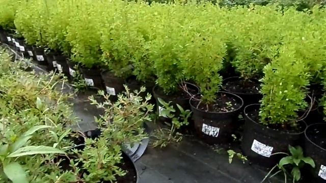 Растение лапчатка в ассортименте смотреть онлайн