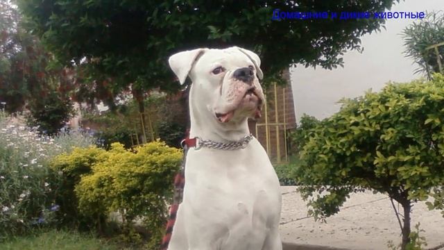 Немецкий боксер