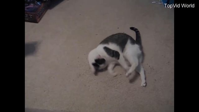 Коты под действие кошачьей мяты | смешная подборка смотреть онлайн