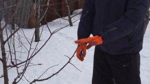 Обрезка яблони Беркутовское