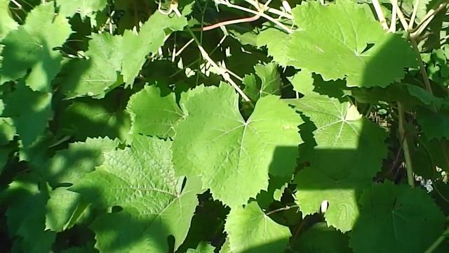 Сорт винограда, Фиолетовый ранний! 2020 год. смотреть онлайн