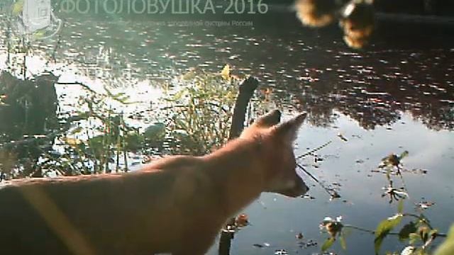 ID897/Хопёрский заповедник/Хищники/Лисица возле воды смотреть онлайн