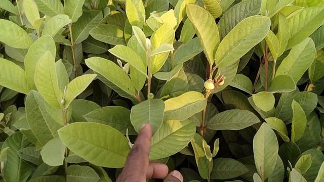 GROWING GUAVA IN CONTAINERS : फल बहुत कम समय में आते हैं || গাছে বেশি ফল ধরে তাই আয় তত বেশি || смотреть онлайн