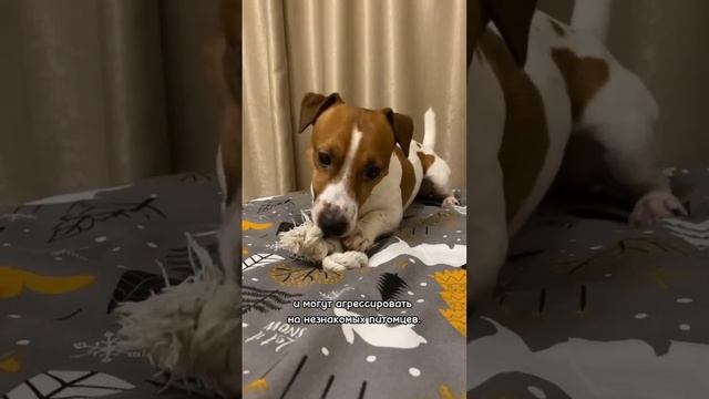 О породе джек-рассел-терьер за 60 секунд #собаки #джекрасселтерьер #всёособаках