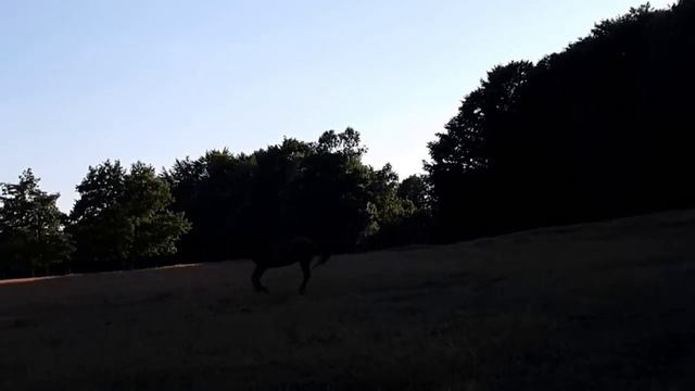 horses4 смотреть онлайн