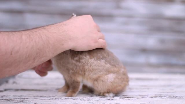Декоративный карликовый кролик минор, окрас люкс смотреть онлайн