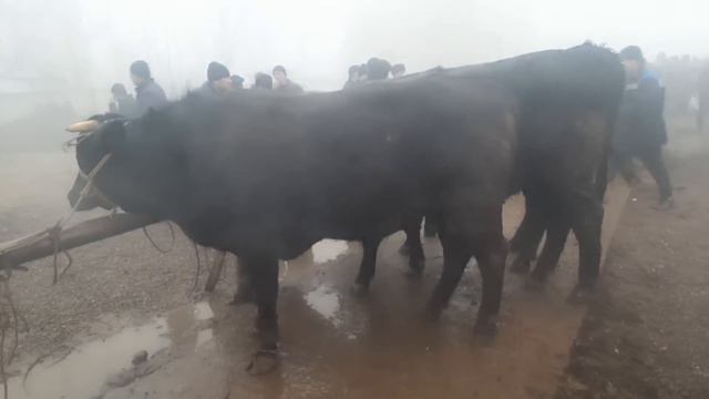 20 февраля 2023 г АНДИЖОН БАЛИКЧИ МОЛ БОЗОРИ НАРХЛАРИ ANDIJON BALIQCHI MOL BOZORI NARXLARI