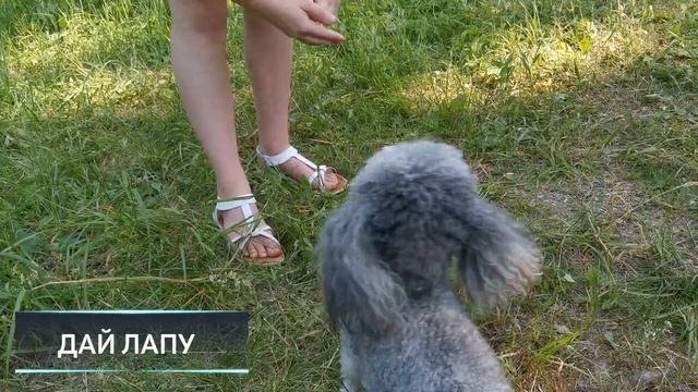 Собака - друг человека. И инопланетянина! Заврик знакомится с фауной планеты Земля. смотреть онлайн