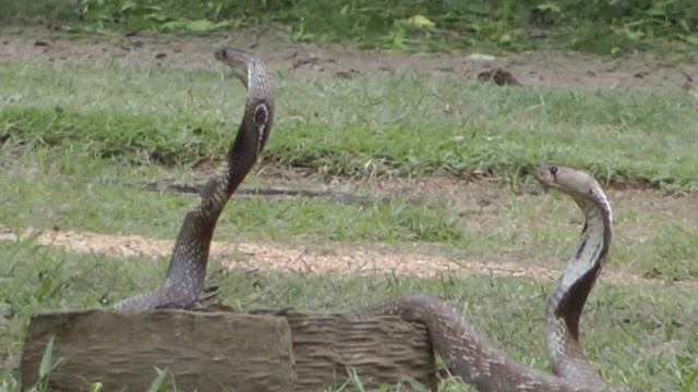 Укротитель, обезьянка и две кобры / Tamer, Monkey And Two Cobras
