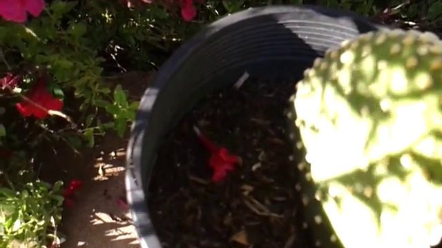 Bunny Ear Cacti Cutting Updates смотреть онлайн