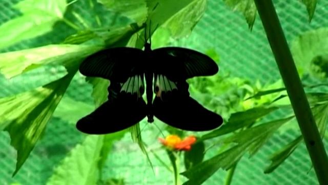 Сад Бабочек вблизи Паттайи, Таиланд смотреть онлайн