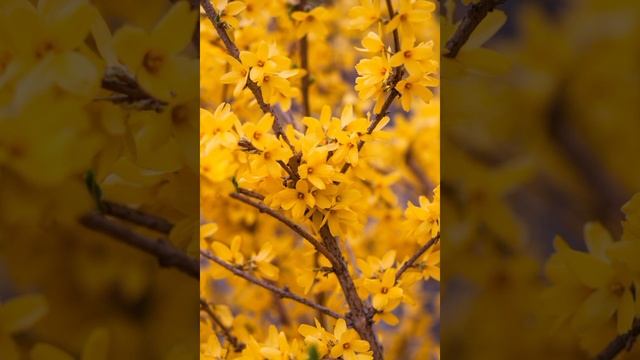 Музыка что бы спать крепко менее чем за 5 минут Расслабляющая музыка для сна