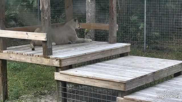 Koda lioness at Big Cat Rescue. смотреть онлайн