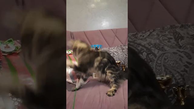 СтарАрк Магия хвастает кубками😁 StarArk Magiya, 8 month, junior,is proud of her preizes😁 смотреть онлайн