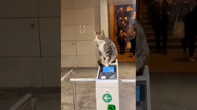 VID_20230401_212956_567.mp4