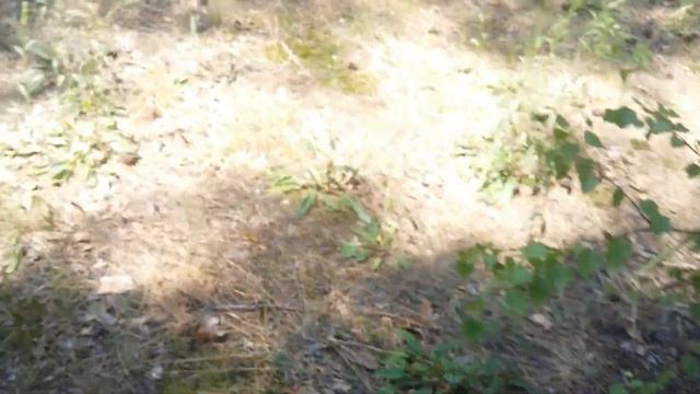 ТЕСТ на СТАБИЛЬНОСТЬ 13дд .АКА Сигнум 7272