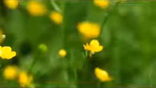 Выбираем многолетние цветы в саду и на даче видео смотреть онлайн