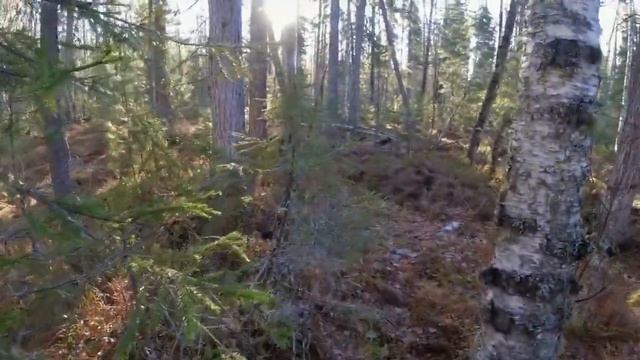 Предзимье Работа западносибирских лаек по паре лосей Первые заморозки Последние шаги по чернотропу смотреть онлайн