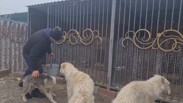 Раздача еды в нашем хвостатом семействе/Distribution of food in our tailed family смотреть онлайн