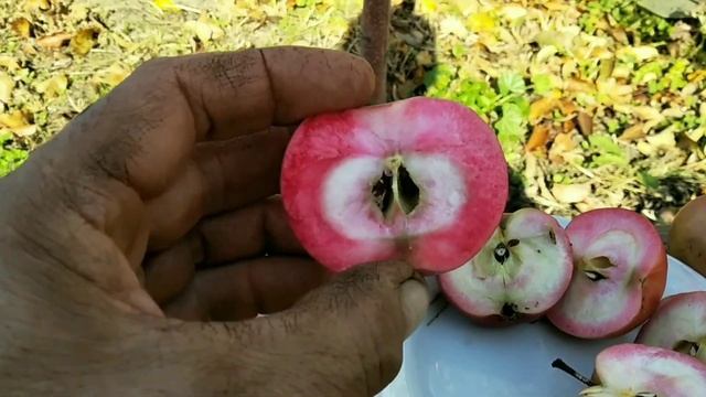 красномясые яблони смотреть онлайн