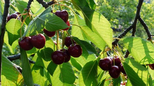 Черешня польза и вред для здоровья. смотреть онлайн