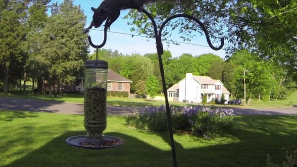 GoPro Squirrel Fail - YouTube_mngv.720p (online-video-cutter.com)