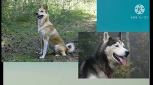 Кто сильней восточно-сибирская лайка  или западно-сибирская лайка