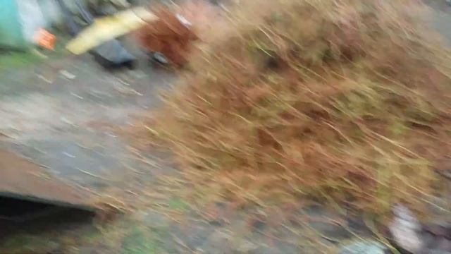 Принудительный бетоносмеситель .сборка.голубика сортировка черенков. смотреть онлайн