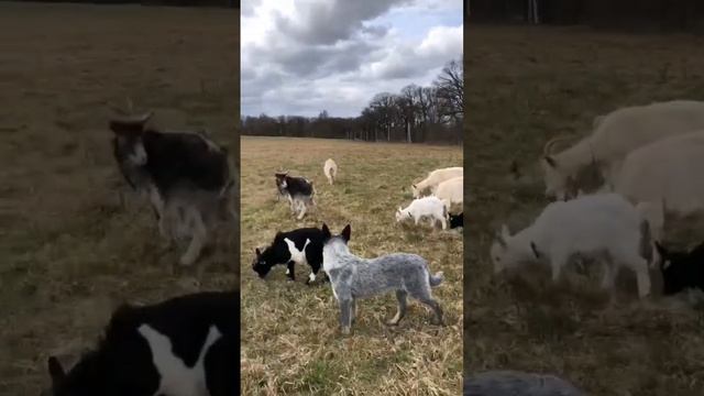 пастьба козлчек , австралийский хиллер ( метис), отлично для второго раза ❤️ смотреть онлайн