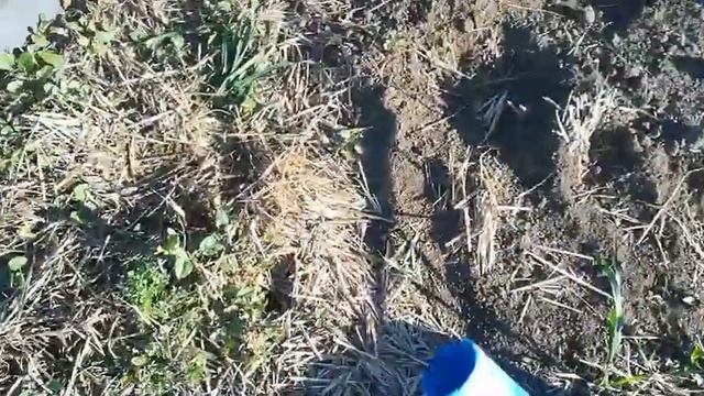 Посадка томатов в природном земледелии.