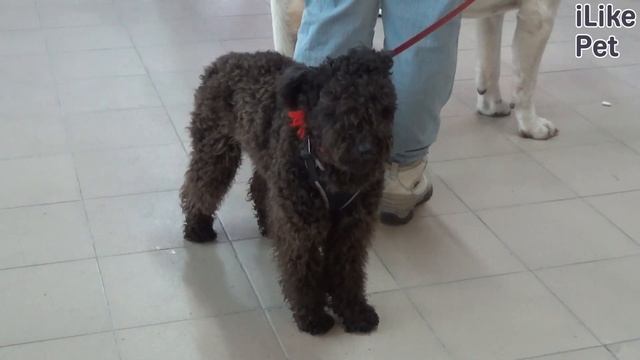 Пуми на ilikepet. Особенности породы, уход смотреть онлайн