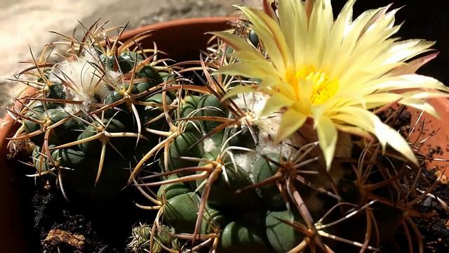 Coryphantha bumamma (Cactus) смотреть онлайн