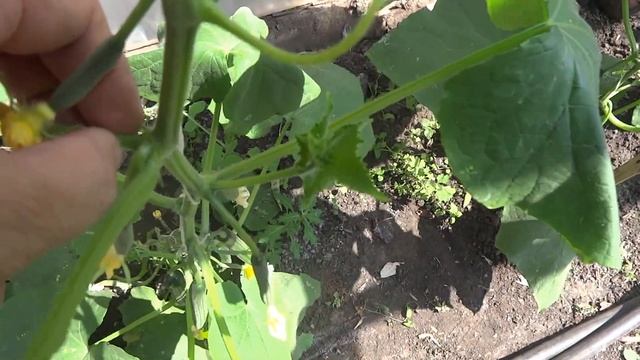 Как прищипывать-пасынковать огурцы в один стебель в теплице смотреть онлайн