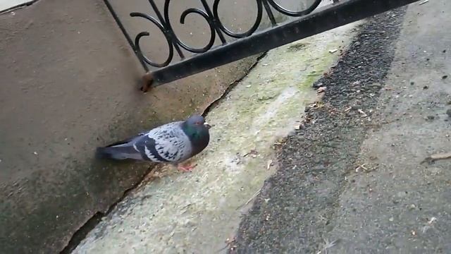 Голуби дерутся из за гречки. Смешно. Махач и ржач смотреть онлайн