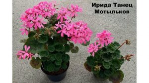 Выбор горшка для пеларгонии