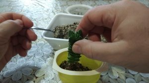 крассула храм Будды