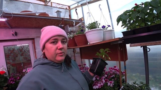 ???К рассадному сезону готовы???| Обзор теплицы смотреть онлайн