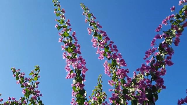 Бугенвиллия или бумажный цветок... смотреть онлайн