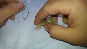 Шпагатик у цыплят