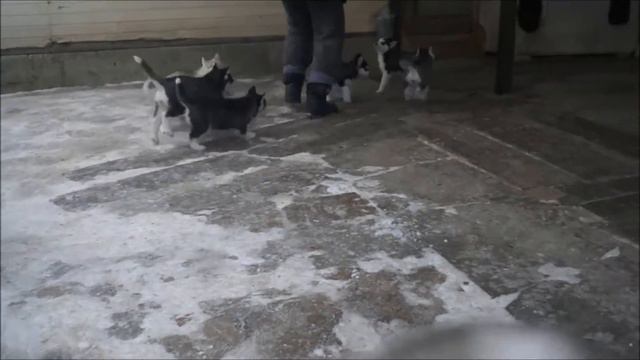 Видео щенков 2018 01 28 смотреть онлайн