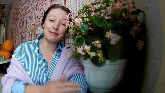 ПТИЦА ! КУРЫ . Порода Загорская лососевая)) смотреть онлайн