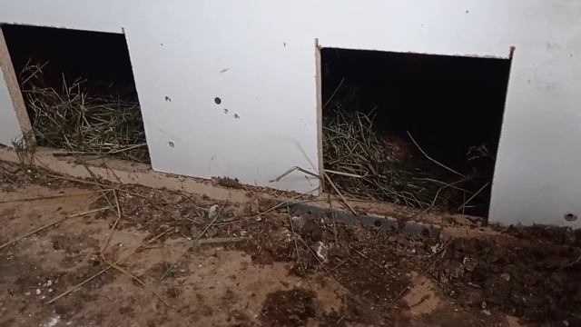 Курятник зимний, увеличиваю световой день#курызимой#