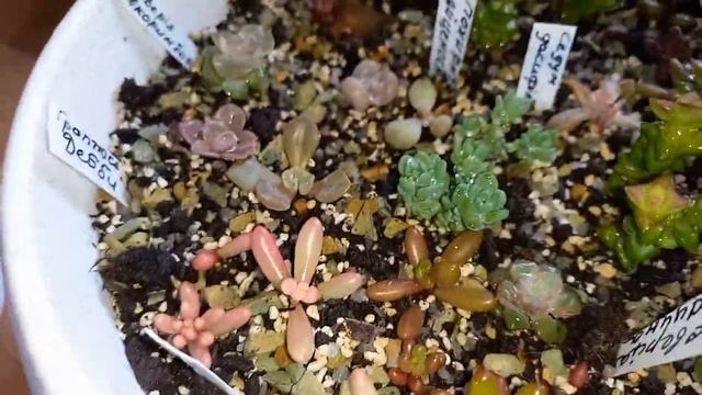 ??Моя коллекция суккулентов. Начало. Часть 2. Будущие садики из суккулентов. смотреть онлайн