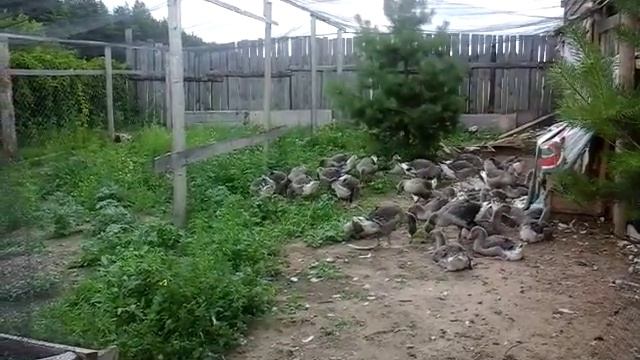 Гусята ландские 47 дней смотреть онлайн