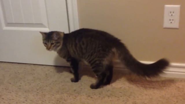 Коты видят призраков, которые их пугают смотреть онлайн