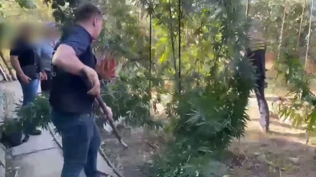 Одесские пограничники нашли плантацию конопли в Николаевской области смотреть онлайн