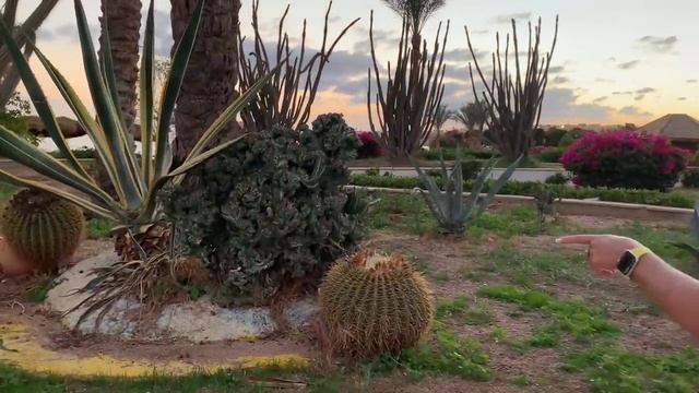 Итальянский ресторан A la Carte А ля Карт НЕ ХОДИТЕ! В отеле травят Комаров | АРИНА БЕЛАЯ смотреть онлайн