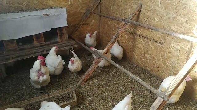 Бресс-гальская порода - племенное разведение. смотреть онлайн