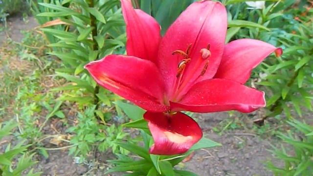 Лилия Динамикс, ЛА-гибрид. смотреть онлайн